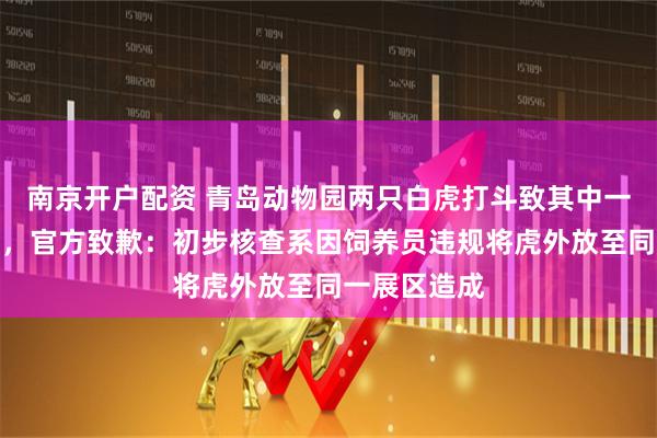 南京开户配资 青岛动物园两只白虎打斗致其中一只伤重死亡，官方致歉：初步核查系因饲养员违规将虎外放至同一展区造成